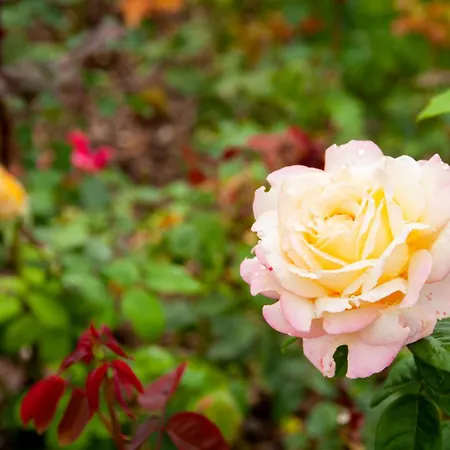 Apartment Millefiori Bossolasco