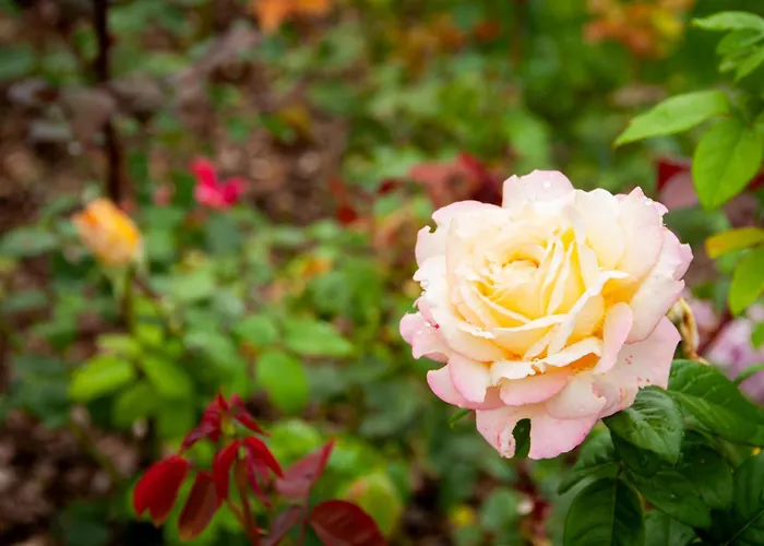 Apartment Millefiori Bossolasco